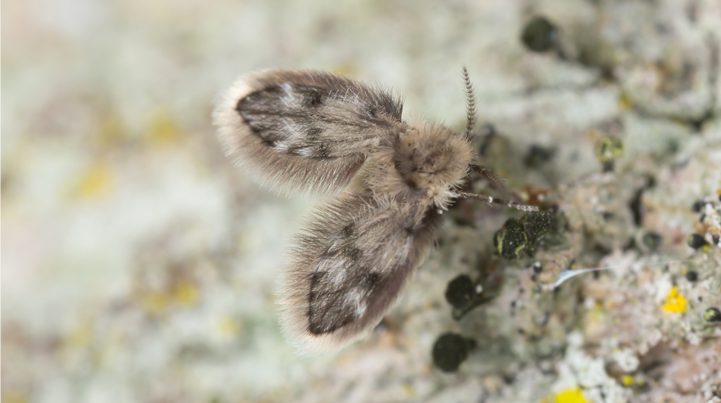 Lalat limbah (Clogmia albipunctata)