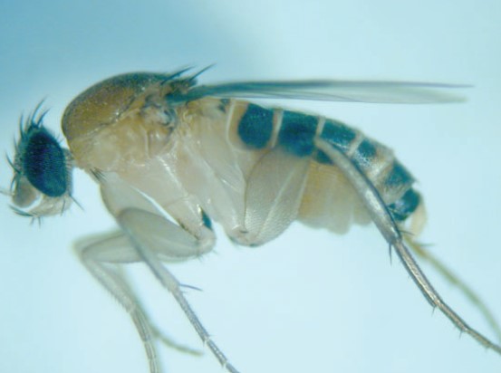 Scuttle Fly (Megaselia Scalaris) - Ahlihama.com