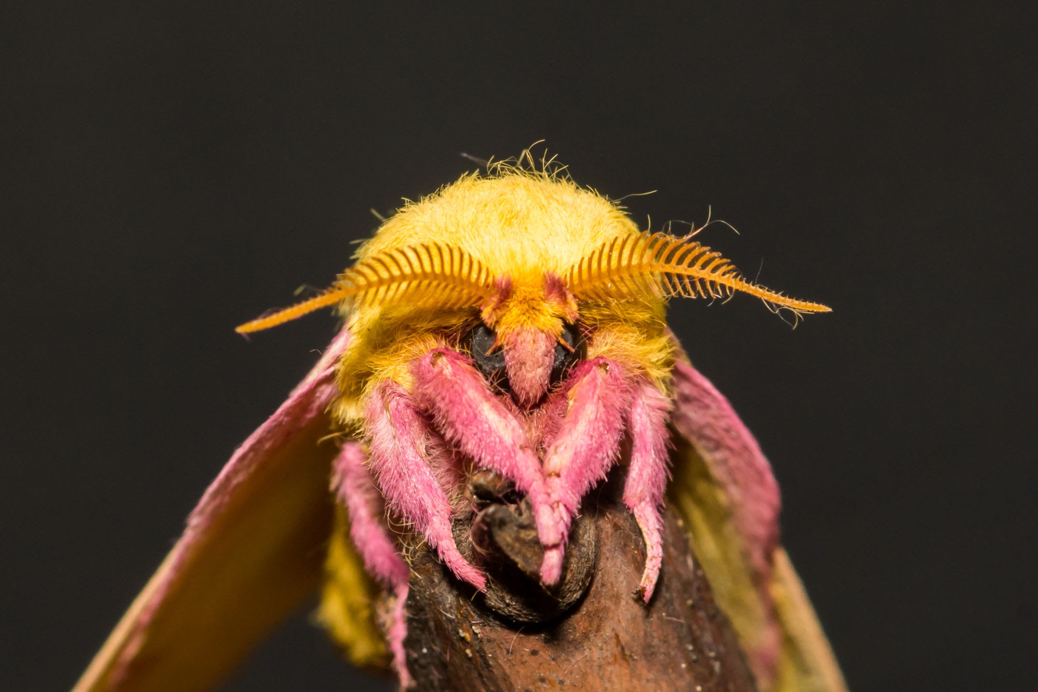 Rosy Maple Moth