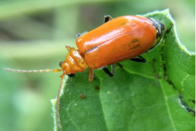 Kumbang Labu Merah (Coleoptera:Chrysomelidae) Perusak Tanaman Pangan