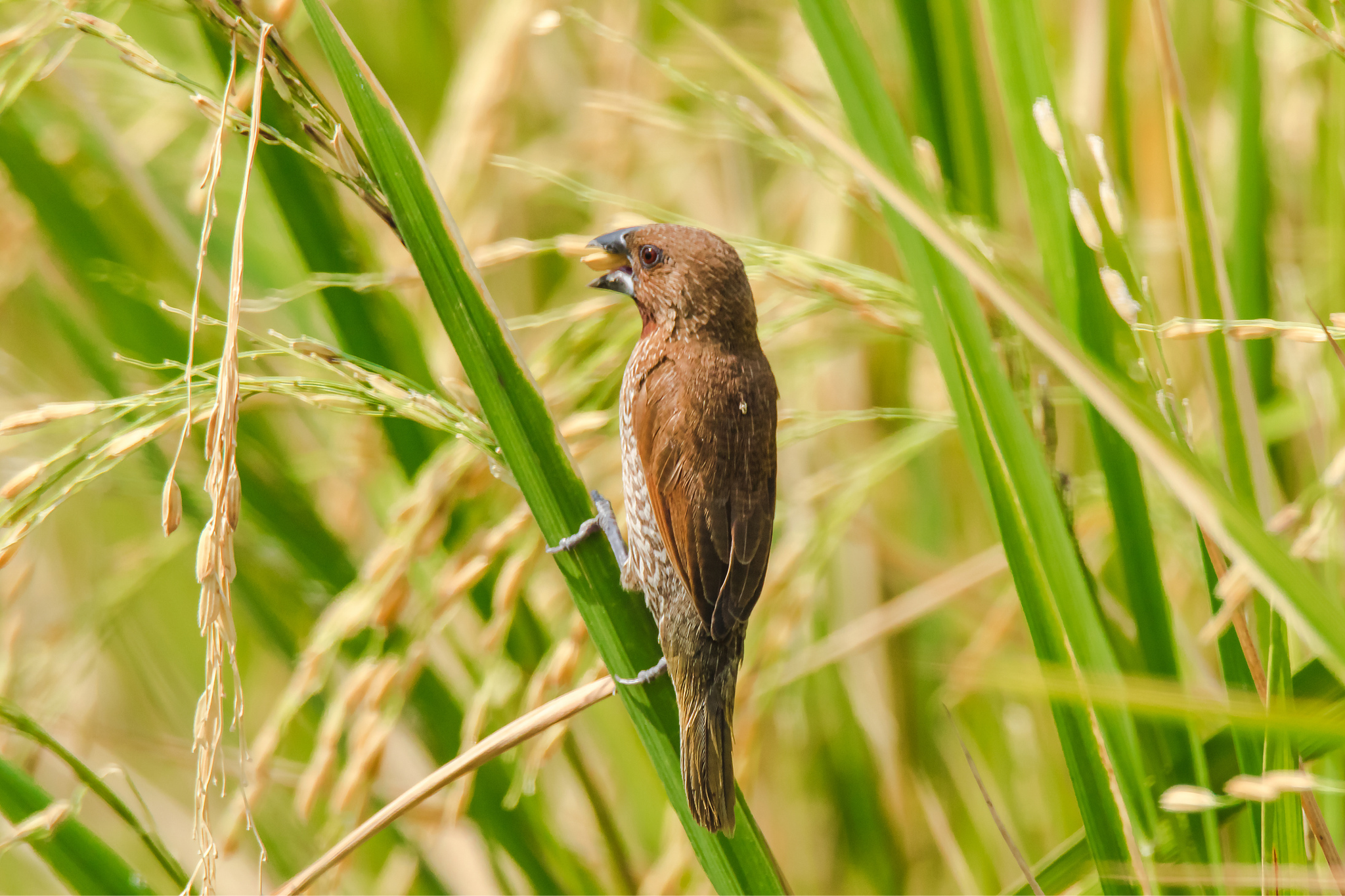 Burung pipit, Hama tanaman padi