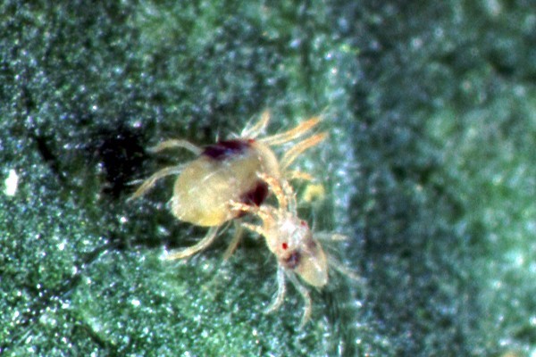 Tungau Merah (Tetranychus urticae) Pengganggu Tanaman Budidaya