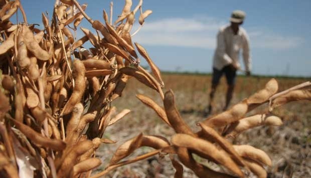 Lalat Kacang: Hama Penting Tanaman Kedelai