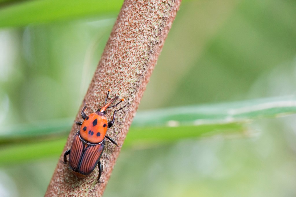 Kumbang Palem Merah (Rhynchophorus ferrugineus): Hama Pohon Kurma