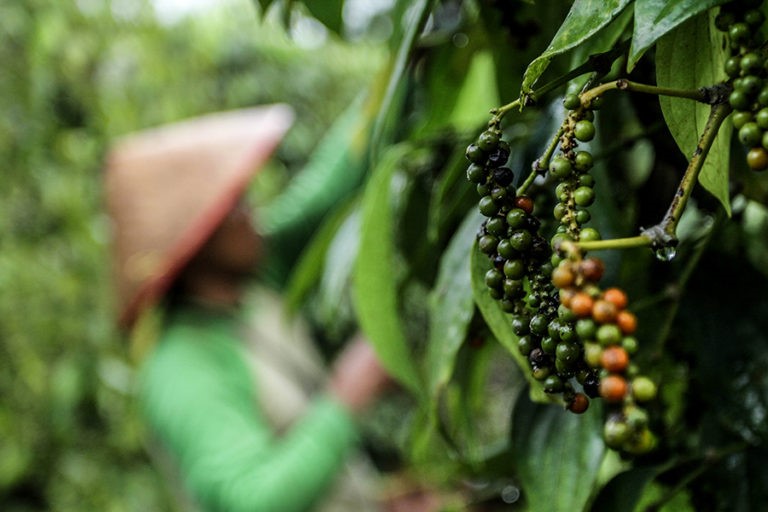 Kepik Penghisap: Hama Penyebab Petani Lada Merugi