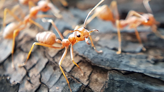 Semut Rangrang / Semut Penenun Asia (Oecophylla smaragdina)