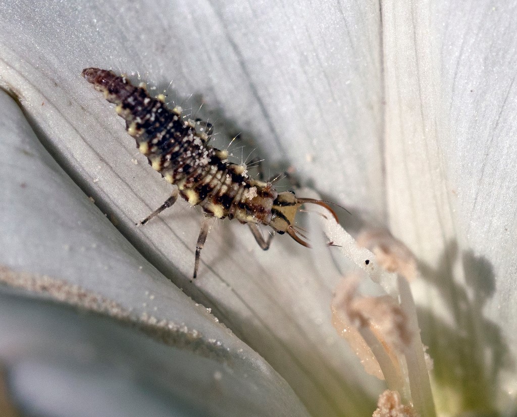 Larva Lacewing Hijau (Neuroptera: Chrysopidae): Predator Alami dalam Pengendalian Hama Pertanian.