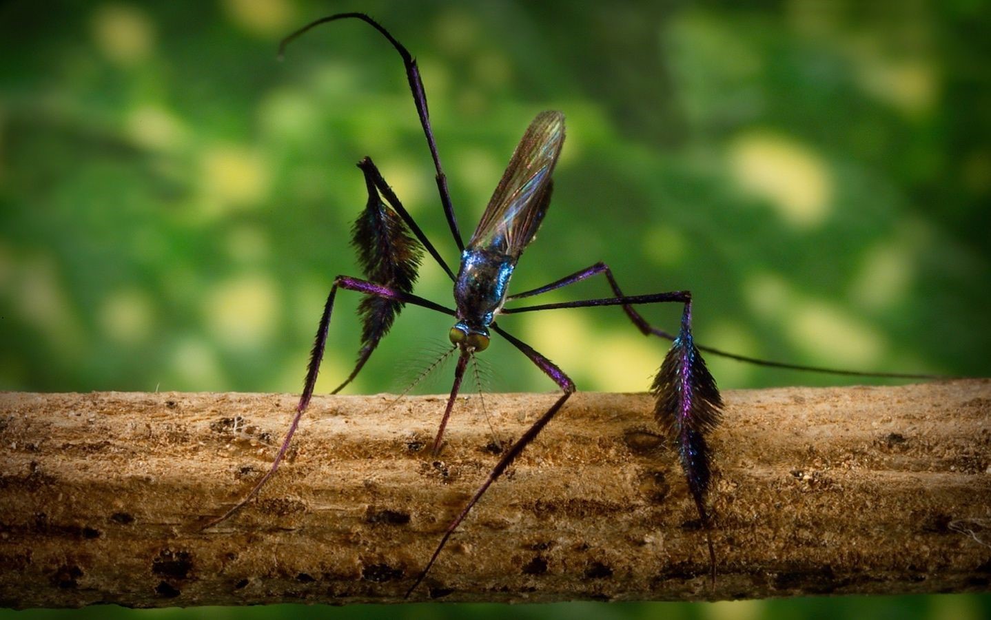 Sabethes sp. sebagai Predator: Potensi Baru dalam Mengendalikan Nyamuk Pembawa Penyakit.