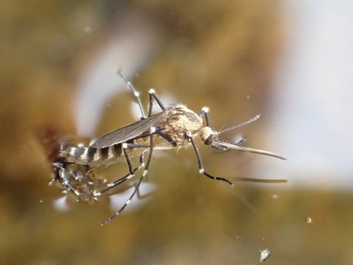 Aedes atropalpus: Potensi Nyamuk Invasif dalam Penyebaran Penyakit.