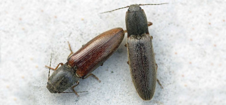 Larva Kumbang Klik (Agriotes spp.), Wireworm:  Hama Tanaman Budidaya