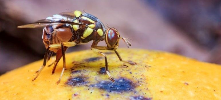 Buah Busuk Sebelum Dipetik Akibat Serangan Lalat Buah