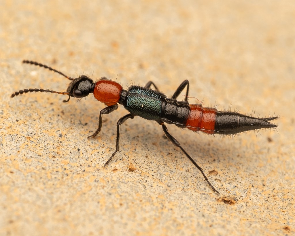 Tomcat (Paederus sp.) Penyebab Dermatitis Linearis