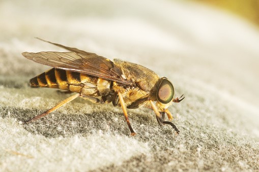 Lalat Kuda: Si Penghisap Darah (Tabanidae)