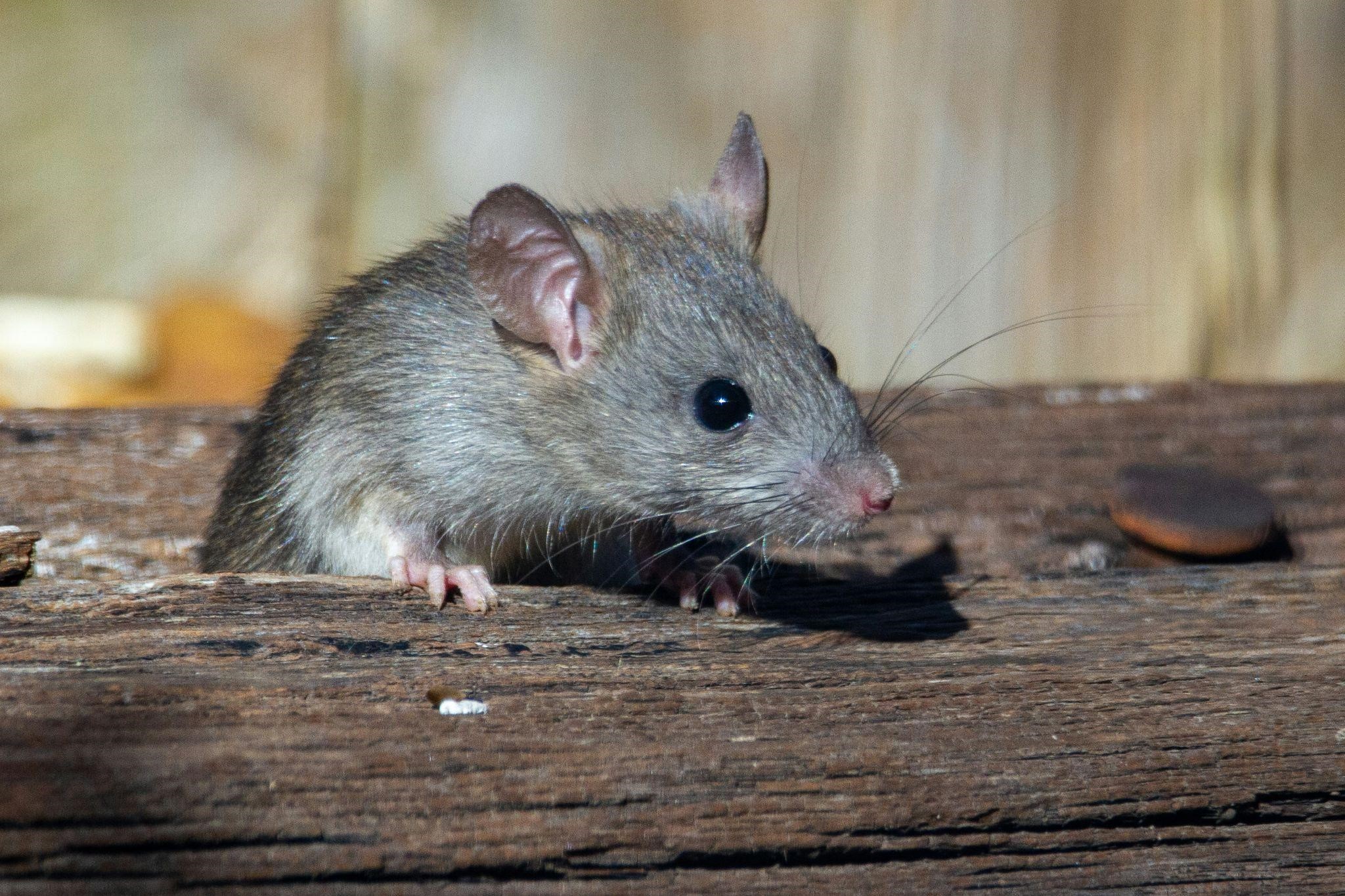 Pengendalian Tikus di lingkungan Perumahan