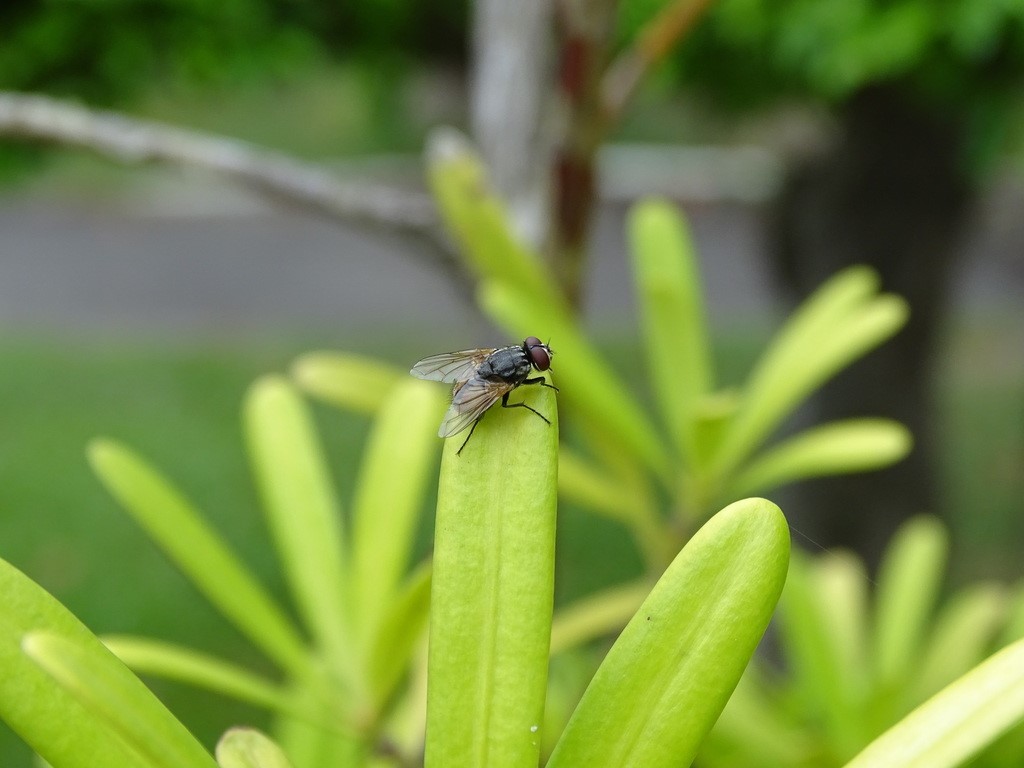 Kayu Manis (Cinnamomum spp.): Bahan Alami Pengusir Lalat Rumah (Musca domestica)