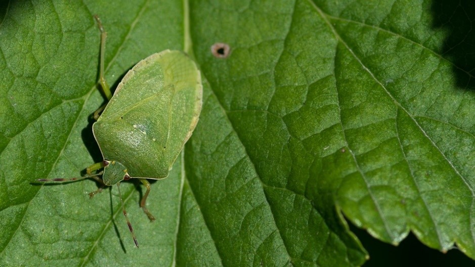 Nezara viridula: Ancaman Hijau di Lahan Pertanian