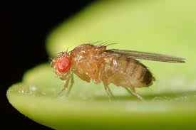 Mengenal lalat buah (Drosophila melanogaster) dan Cara Penanganannya