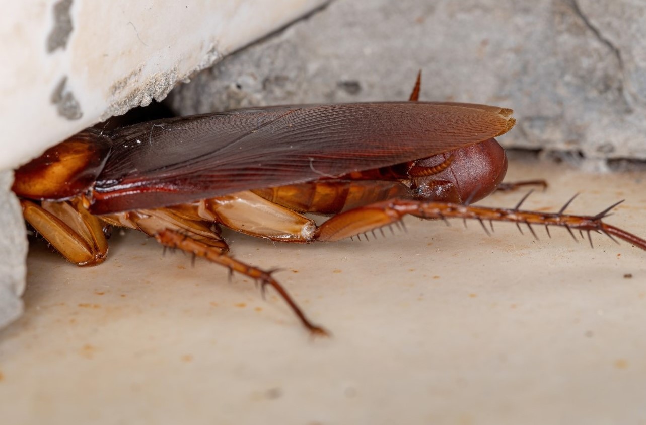 Cockroaches and Crevices: Mengapa Kecoa Suka Tinggal di Tempat Sempit?