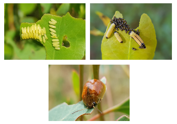 Kumbang Daun Paropsine: Defoliator Pohon Eukaliptus - Ahlihama.com