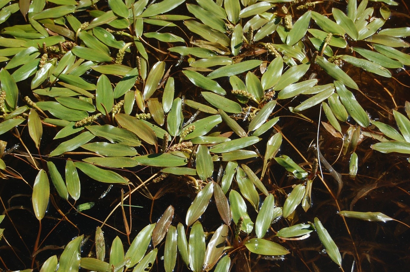 Tanaman Terendam Sebagian  (Submersed Plants)