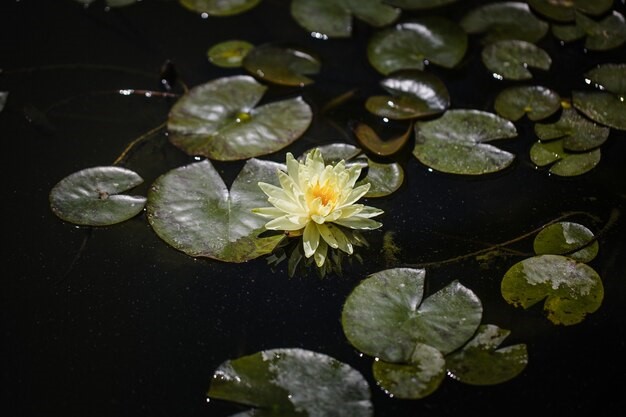 Tanaman Terapung (Floating Plants)